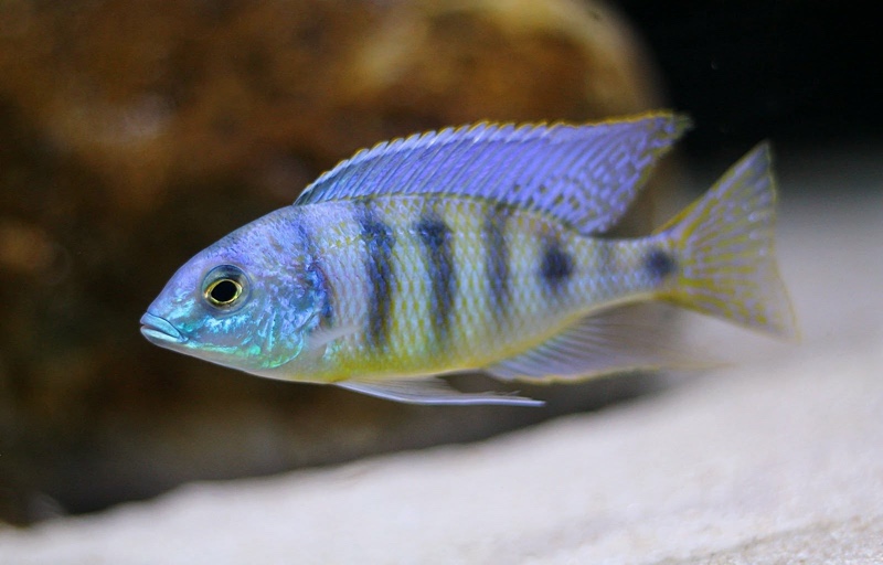 Mylochromis ericotaenia 'Manda'